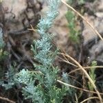 Artemisia caerulescens Blatt