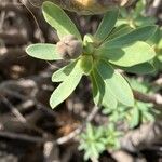 Euphorbia balsamifera Fruto