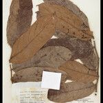 Ryania spruceana برگ
