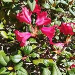 Rhododendron forrestii Blüte