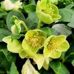 Helleborus nigerHábito