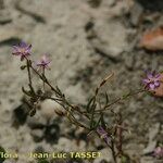 Spergula diandra Fula