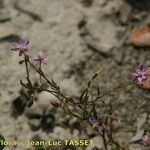 Spergula diandra Flower