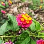 Lantana camaraFloare