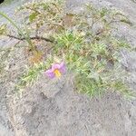 Solanum virginianum Kvet
