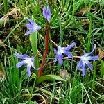 Scilla luciliae Leaf