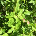 Ranunculus aconitifolius Blad