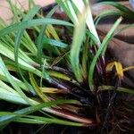 Carex depauperata Liść