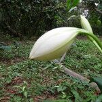 Crinum latifolium Altro