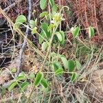 Helinus integrifolius Fulla