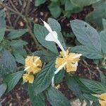 Pachystachys lutea NeesFlor