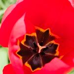 Tulipa agenensis Cvet