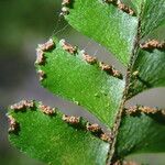 Adiantum vogelii Folha