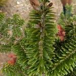 Abies koreana 叶