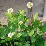 Trifolium nigrescens Habit