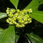 Ardisia opegrapha Fruit