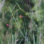 Lathyrus setifolius Arall