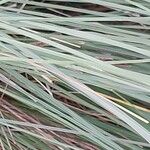 Muhlenbergia lindheimeri 葉