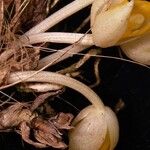 Sievekingia suavis Fruto