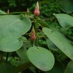 Rhododendron orbiculare List