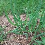 Allium fistulosum Blad