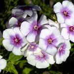 Phlox drummondii Flower