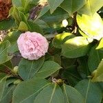 Camellia japonica Ліст