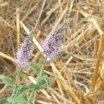 Mentha longifoliaফুল