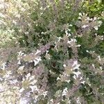 Nepeta grandiflora Flor