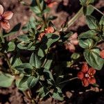 Anagallis arvensis Ліст