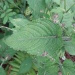 Strobilanthes attenuata Leaf