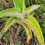 Kalanchoe mitejea Folha