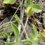 Anthyllis circinnata Leaf