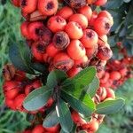 Pyracantha coccinea Fruit