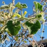 Cucumis dipsaceus Feuille