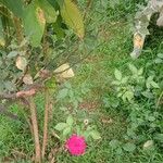 Rosa × damascena Агульны выгляд