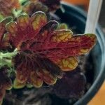 Plectranthus spp.Листок