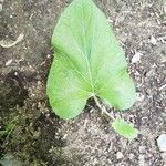 Arctium tomentosum पत्ता