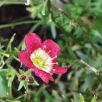 Saxifraga praetermissa Flower