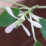 Chamaesyce hypericifolia Kvet