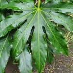 Fatsia japonica Leaf