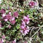 Thymus praecoxКветка