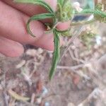 Leucas cephalotes Leaf