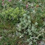 Teucrium rouyanum Hábito