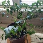 Trachelospermum jasminoides Hábito