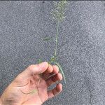 Eragrostis barrelieri 形態