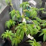 Cannabis sativa Blad