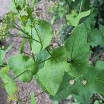 Smyrnium perfoliatum 葉
