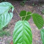 Conceveiba guianensis Feuille