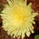 Urospermum dalechampii Fleur